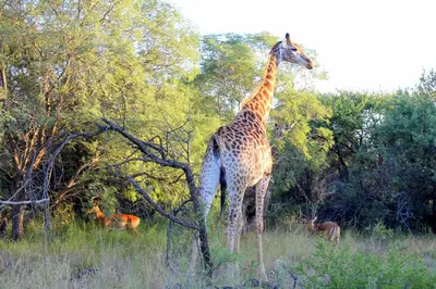 a giraffe standing in a field next to a tree at Ndlovu Tiny Home with a hot tub in Dinokeng in Klipdrift