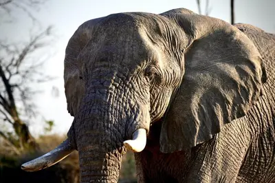 a close up of an elephant with tusks at Ndlovu Tiny Home with a hot tub in Dinokeng in Klipdrift
