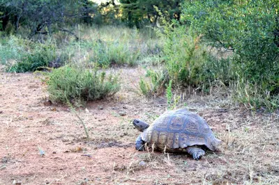 a tortoise laying on the ground in a field at Ndlovu Tiny Home with a hot tub in Dinokeng in Klipdrift