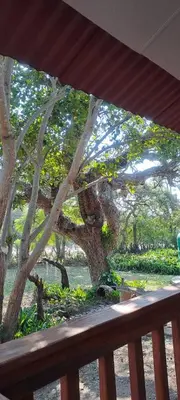 a tree in front of a wooden bench at Cosy Corner in Kampersrus AH