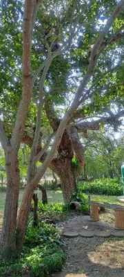 a large tree with a bench in a park at Cosy Corner in Kampersrus AH