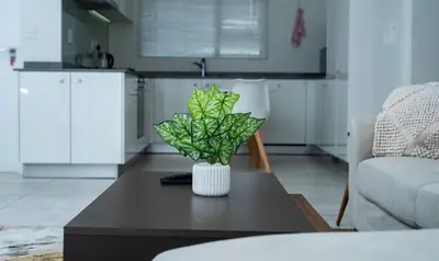 a vase on a coffee table in a living room at Fealathome Apartment in Midrand