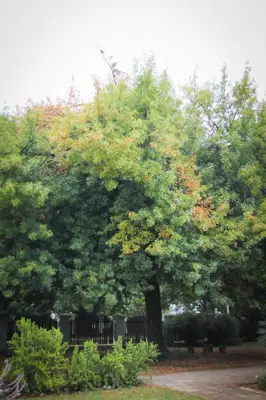 a large tree in a park next to a fence at Oude Post Guesthouse and Cottage - The Old Postmaster's House in Lydenburg