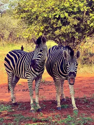 two zebras standing next to each other on a dirt road at Bliss in Marloth Park