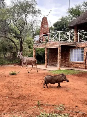 a gazelle and a antelope running in front of a building at Bliss in Marloth Park