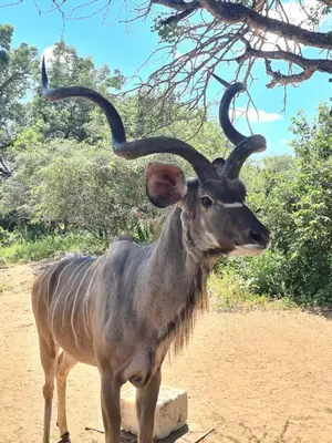 a antelope with long horns standing in the dirt at Bliss in Marloth Park