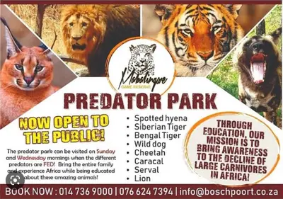 a flyer for a predator park with two tigers at Pumula Bush Chalet in Mabula