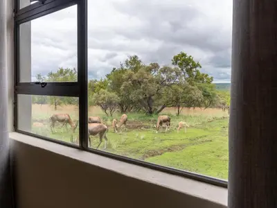 a group of animals grazing in a field through a window at Klipdrift Sands Game Lodge in Dinokeng Game Reserve