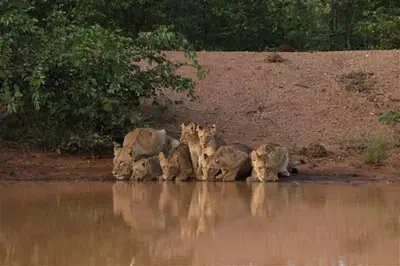 a group of animals standing in the water at NDZUTI BUSH CAMP in Balule Game Reserve