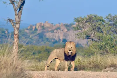 a lion standing on the side of a dirt road at NDZUTI BUSH CAMP in Balule Game Reserve