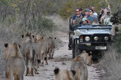 a group of people in a jeep chasing a herd of lions at NDZUTI BUSH CAMP in Balule Game Reserve