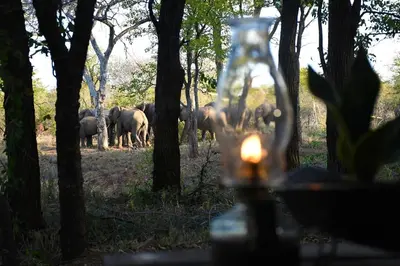 a herd of elephants walking through a forest at NDZUTI BUSH CAMP in Balule Game Reserve
