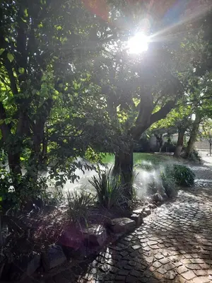 a tree in a park with the sun behind it at Nel's Cottage, a private and peaceful cottage in Benoni