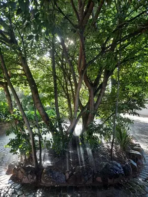 a swing under a tree in a park at Nel's Cottage, a private and peaceful cottage in Benoni