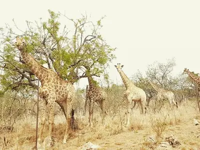 a group of giraffes eating leaves from a tree at Stone cottage in Haarties in Kalkheuvel