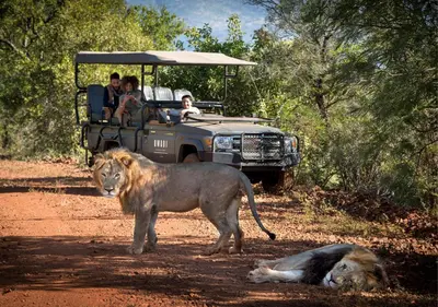 a group of people in a safari vehicle with two lions at Babohi at Qwabi Private Game Reserve by NEWMARK in Bela-Bela
